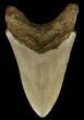 Megalodon Tooth - North Carolina #67281-1